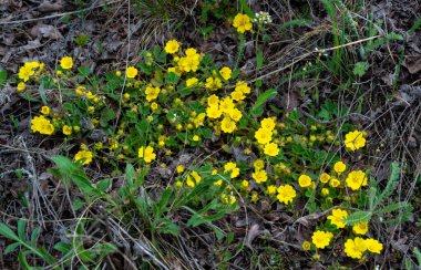 Potentilla reptans - sürünen cinquefoil, Avrupa cinquefoil veya sürünen işkence olarak bilinir 