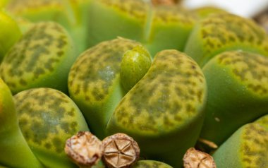 Mesembs (Lithops bromfieldii v. insularis 'Sulphurea') South African plant from Namibia in the botanical collection of supersucculent plants