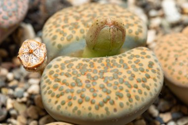 Mesembs (Lithops fulviceps) South African plant from Namibia in the botanical collection of supersucculent plants clipart