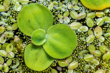 Ukrayna 'nın güneyindeki Pistia (Güney Ukrayna) istilacı türleri arasında sudaki en küçük çiçek açan bitki (Wolffia arrhiza) ve ördek otu (Lemna turiyonifera).