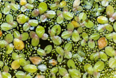 Tatlı su birikintisinde lekesiz su bitleri (Wolffia arrhiza), ördek otu (Lemna turiifera)