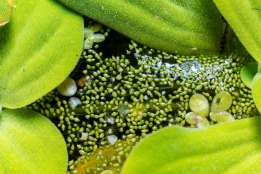 Ukrayna 'nın güneyindeki Pistia (Güney Ukrayna) istilacı türleri arasında sudaki en küçük çiçek açan bitki (Wolffia arrhiza) ve ördek otu (Lemna turiyonifera).