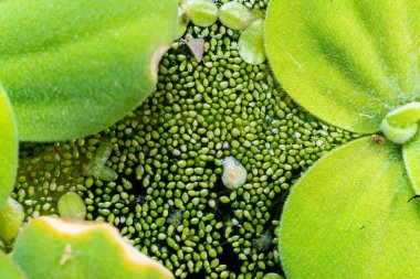 Ukrayna 'nın güneyindeki Pistia (Güney Ukrayna) istilacı türleri arasında sudaki en küçük çiçek açan bitki (Wolffia arrhiza) ve ördek otu (Lemna turiyonifera).