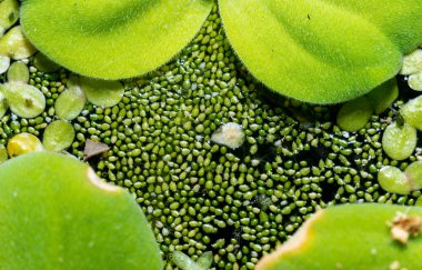 Ukrayna 'nın güneyindeki Pistia (Güney Ukrayna) istilacı türleri arasında sudaki en küçük çiçek açan bitki (Wolffia arrhiza) ve ördek otu (Lemna turiyonifera).