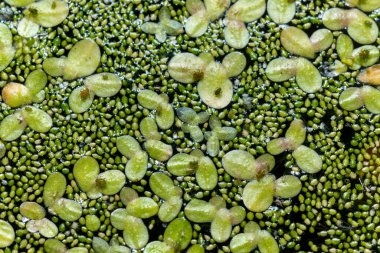 Tatlı su birikintisinde lekesiz su bitleri (Wolffia arrhiza), ördek otu (Lemna turiifera)