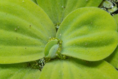 Ukrayna 'nın güneyindeki Pistia (Güney Ukrayna) istilacı türleri arasında sudaki en küçük çiçek açan bitki (Wolffia arrhiza) ve ördek otu (Lemna turiyonifera).