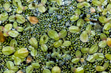 Tatlı su birikintisinde lekesiz su bitleri (Wolffia arrhiza), ördek otu (Lemna turiifera)