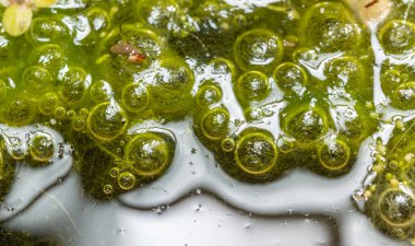 Tatlı su algleri Spirogyra havaya oksijen salıyor, su vücutlarında oksijen sentezi.