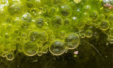 Tatlı su algleri Spirogyra havaya oksijen salıyor, su vücutlarında oksijen sentezi.