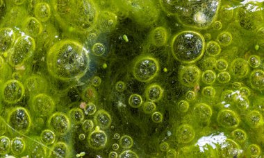 Tatlı su algleri Spirogyra havaya oksijen salıyor, su vücutlarında oksijen sentezi.