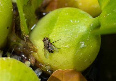 Göz arayan Musca sorbens - büyük kırmızı gözlü bir sinek yeşil bir yaprağın üzerinde oturuyor