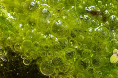 Tatlı su algleri Spirogyra havaya oksijen salıyor, su vücutlarında oksijen sentezi.