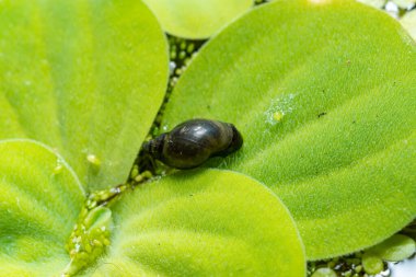 Invasive species Gastropods Physa acuta in a lake on a leaf of the invader Pistia, southern Ukraine clipart