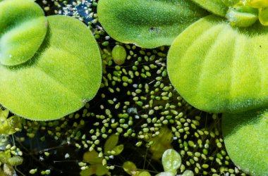 Ukrayna 'nın güneyindeki Pistia (Güney Ukrayna) istilacı türleri arasında sudaki en küçük çiçek açan bitki (Wolffia arrhiza) ve ördek otu (Lemna turiyonifera).