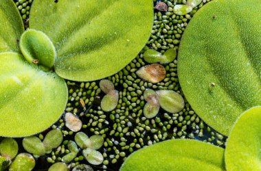 Ukrayna 'nın güneyindeki Pistia (Güney Ukrayna) istilacı türleri arasında sudaki en küçük çiçek açan bitki (Wolffia arrhiza) ve ördek otu (Lemna turiyonifera).