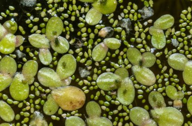 Small green aphids on Spotless watermeal (Wolffia arrhiza), duckweed (Lemna turionifera) in a freshwater pond clipart