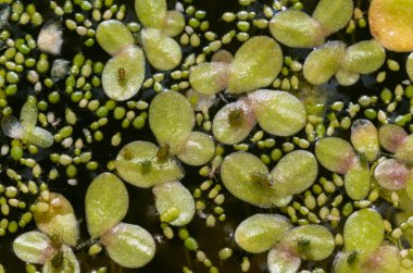 Tatlı su birikintisinde lekesiz su bitleri (Wolffia arrhiza), ördek otu (Lemna turiifera)