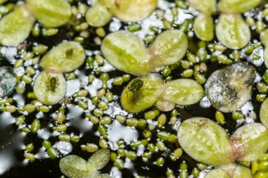 Tatlı su birikintisinde lekesiz su bitleri (Wolffia arrhiza), ördek otu (Lemna turiifera)