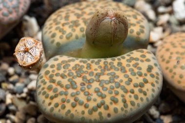 Mesembs (Lithops fulviceps) South African plant from Namibia in the botanical collection of supersucculent plants