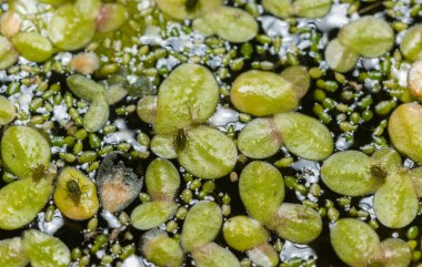 Tatlı su birikintisinde lekesiz su bitleri (Wolffia arrhiza), ördek otu (Lemna turiifera)