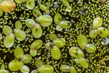 Tatlı su birikintisinde lekesiz su bitleri (Wolffia arrhiza), ördek otu (Lemna turiifera)