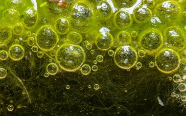 Tatlı su algleri Spirogyra havaya oksijen salıyor, su vücutlarında oksijen sentezi.