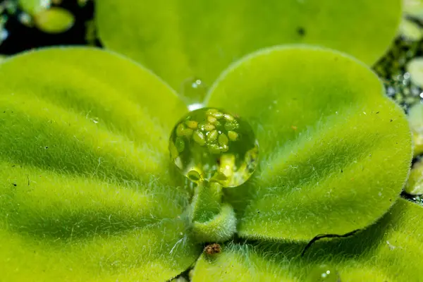 stock image Smallest flowering plant (Wolffia arrhiza) in a drop of water on a leaf of the invasive species Pistia, lake in southern Ukraine