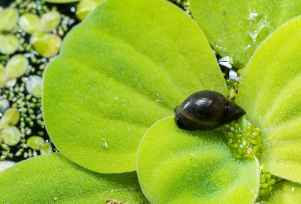 Stock image Invasive species Gastropods Physa acuta in a lake on a leaf of the invader Pistia, southern Ukraine