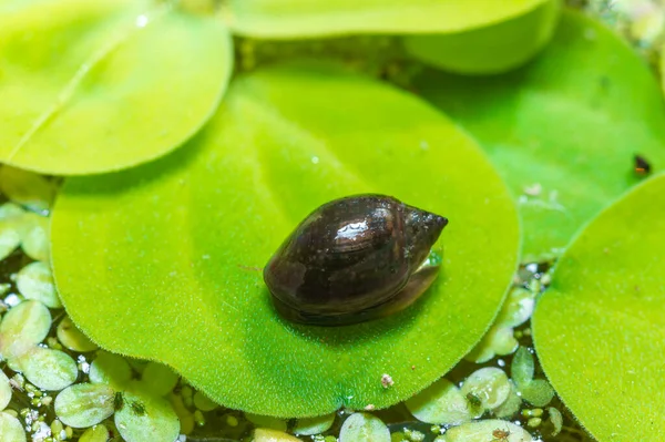 stock image Invasive species Gastropods Physa acuta in a lake on a leaf of the invader Pistia, southern Ukraine