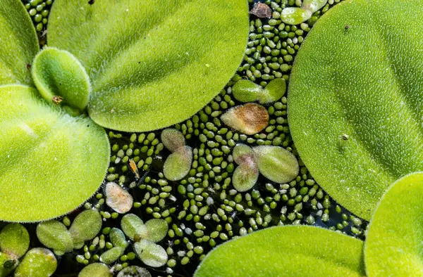 Ukrayna 'nın güneyindeki Pistia (Güney Ukrayna) istilacı türleri arasında sudaki en küçük çiçek açan bitki (Wolffia arrhiza) ve ördek otu (Lemna turiyonifera).