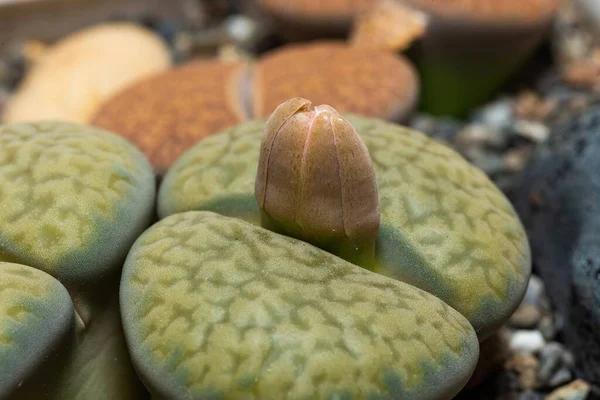 Stock image Mesembs (Lithops hallii) South African plant from Namibia in the botanical collection of supersucculent plants