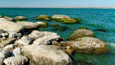 Doğal manzara, Ukrayna 'nın güneyindeki Khadzhibey nehrinin kıyısındaki kayalıklarda yeşil Enteromorpha algleri.