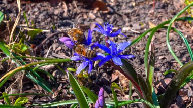 Çiçekteki bal arısı (Scilla bifolia), ilkbaharın başlarında mavi çiçeklerle açan orman bitkisi.