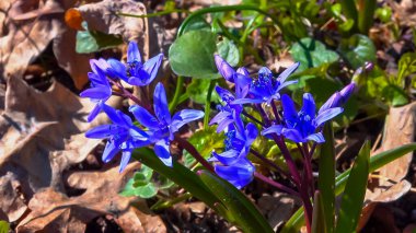 (Scilla bifolia), orman bitkisi ilkbaharın başlarında mavi çiçeklerle çiçek açar.