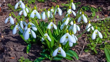 Galanthus elwesii (Elwes 's, more snowdrop) doğada, Ukrayna' nın kırmızı kitabı.