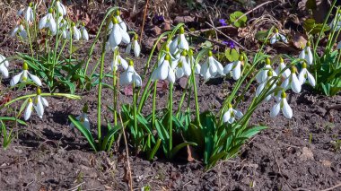 Galanthus elwesii (Elwes 's, more snowdrop) doğada, Ukrayna' nın kırmızı kitabı.
