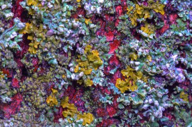 Lichens aşırı gelişmiş ağaç gövdesi, mantar ve alg simbiyozu, gösterge türleri