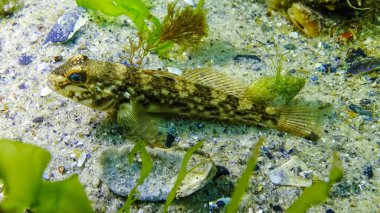 Yuvarlak goby (Neogobius melanostomus) - Karadeniz 'de algler arasında ticari balık türü