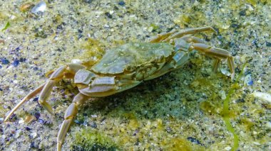 Yüzen yengeç (Makropipus holsatus) midye yiyor, Karadeniz