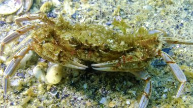 Yüzen yengeç (Makropipus holsatus) midye yiyor, Karadeniz