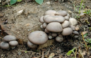 Pearl oyster mushroom Pleurotus ostreatus - Wild edible mushroom growing on an old tree stump clipart