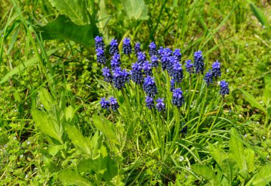 Muscari botryoides - mavi küme şeklinde çiçekli bir bitki grubu, Ukrayna