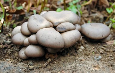 İnci istiridye mantarı Pleurotus ostreatus - Eski bir ağaç kütüğünde yetişen yaban yenilebilir mantar