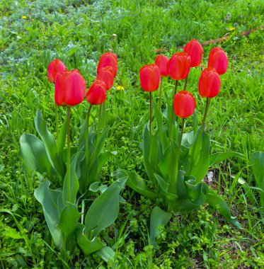 Baharda bahçede açan kırmızı laleler, Odessa 'da botanik bahçesi.