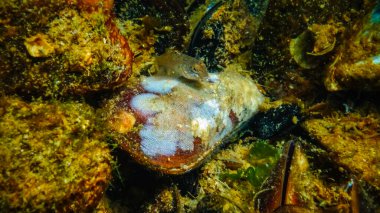 Yumuşakça Akdeniz midyesinin kapakçıkları üzerinde Bryozoa Kolonisi (Mytilus Dörtlü Taşrası), Karadeniz