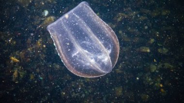 Ctenophores, Karadeniz 'in yırtıcı taraklı denizanası istilacısı. Denizanası Beroe yumurtası Mnemiopsis Leidy yer.
