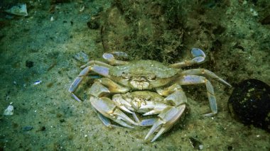 Erkek ve kadın Yüzme Yengeç (Macropipus holsatus) üreme önce yakın çekim. Karadeniz. Ukrayna