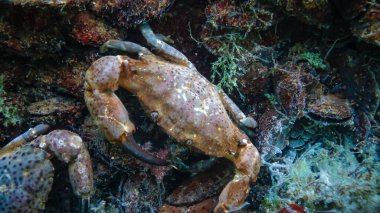 Jaguar yuvarlak yengeç (Xantho poressa). Karadeniz 'in Hayvanı