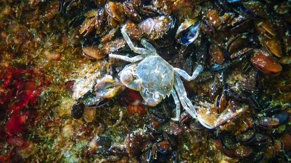 Brachinotus sexdentatus - small Black Sea crab among mussels in the Black Sea
