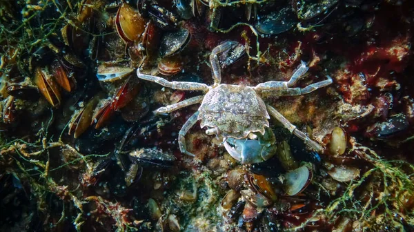 Brachinotus sexdentatus - small Black Sea crab among mussels in the Black Sea